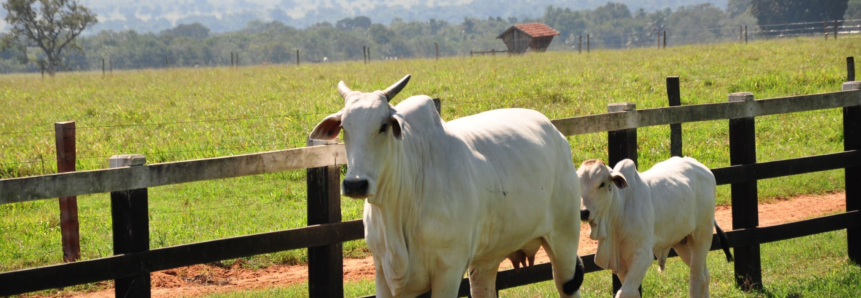 Estação de monta na bovinocultura de corte pode aumentar em 31% margem bruta da atividade