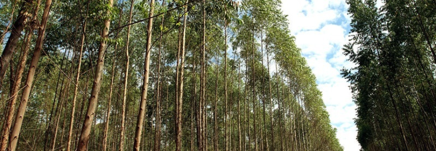 CNA apresenta panorama do setor florestal em congresso online