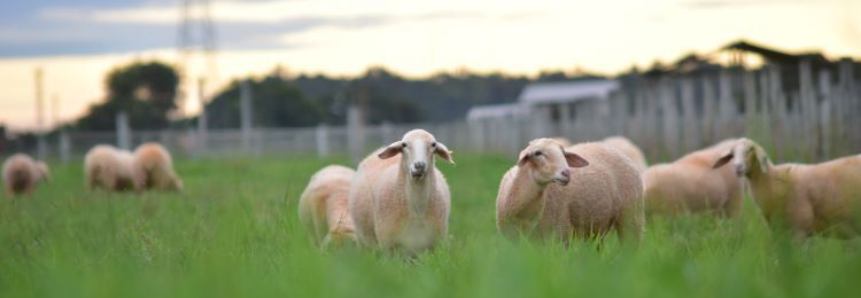 Valor do quilo do ovino vivo pago ao produtor tem aumento médio de 6% em 2022