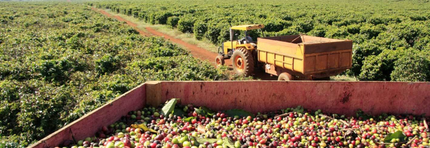 Propostas para fortalecer a cafeicultura no Paraná