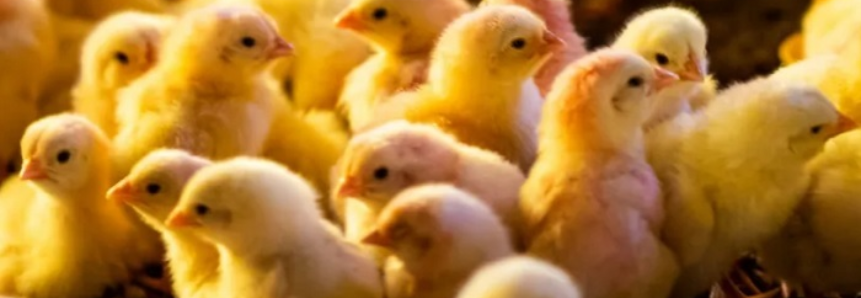 Senar lança curso online para produtores de aves e suínos integrados
