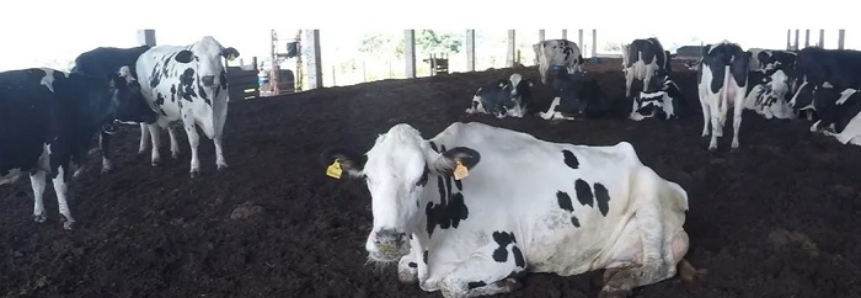 Senar lança curso sobre sistema de criação de vacas leiteiras