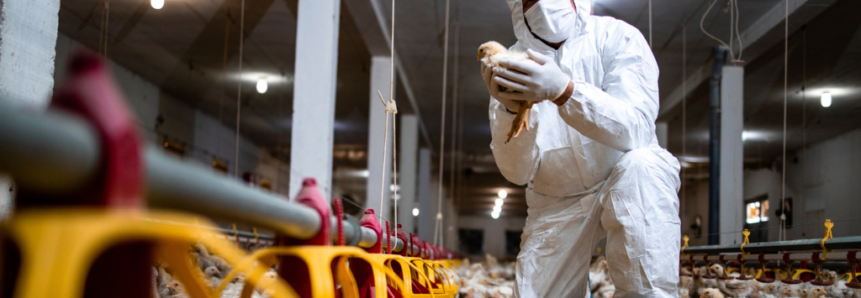 Produtores rurais devem reforçar medidas de prevenção contra influenza aviária
