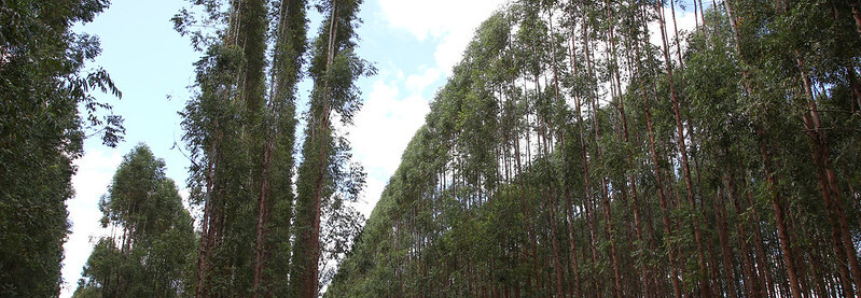 CNA debate pautas do setor florestal para 2023