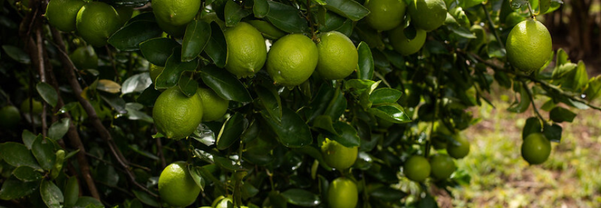 CNA debate desafios da colheita mecanizada nas lavouras de citros