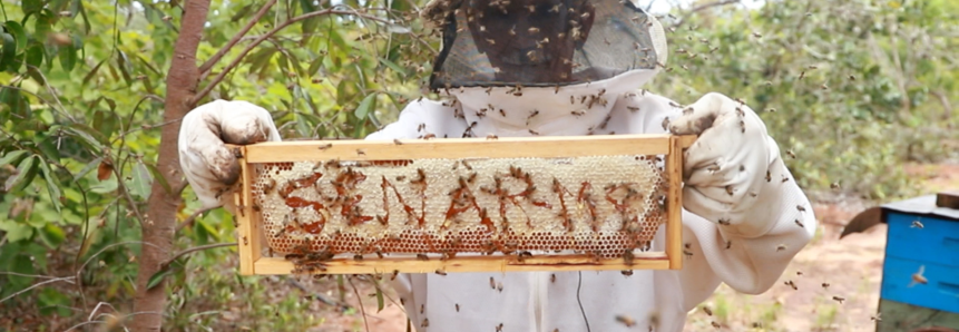 Com manejo correto e gerenciamento profissional, apicultor transforma produção de mel em Sidrolândia