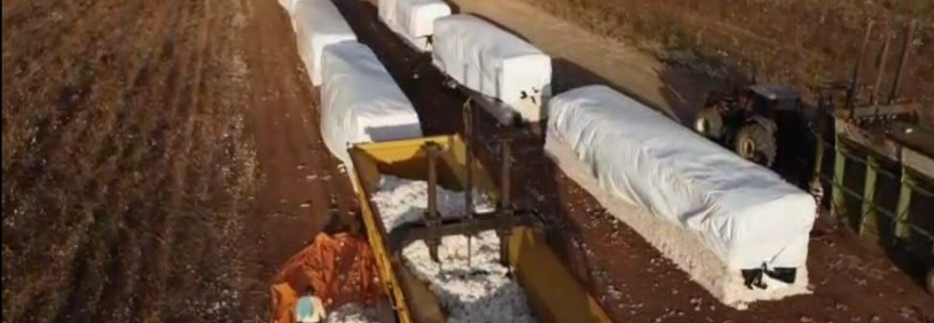 Empresários rurais retomam produção de algodão em Sousa, após estiagem