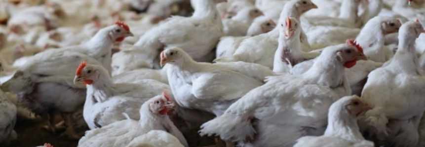 Exportações de carne de frango se aproximam do recorde de julho