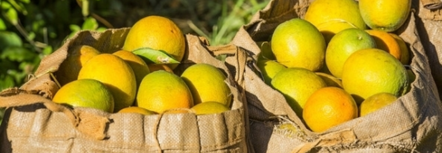 Exportações de suco de laranja sobem 23% em julho