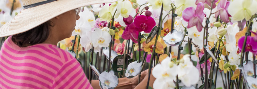 CNA debate panorama de mercado de flores e plantas ornamentais