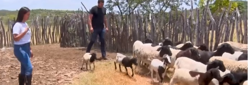 Produtores de ovinos aumentam renda e infraestrutura com assistência técnica