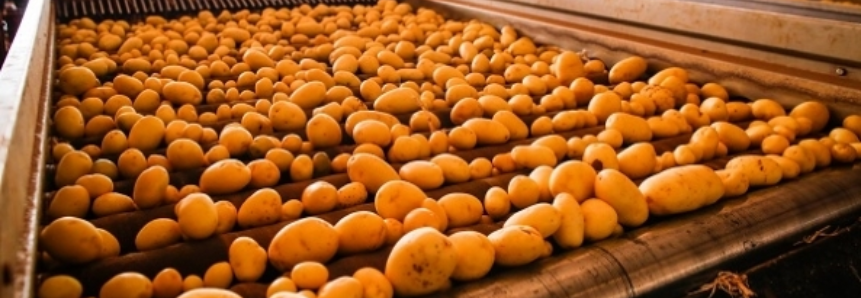 Aumento da demanda elevará a colheita de batata em Minas