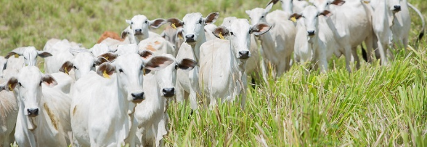 CNA debate rastreabilidade individual de bovinos e bubalinos