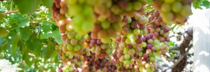 Governo mantém preço mínimo do quilo da uva em R$ 0,92