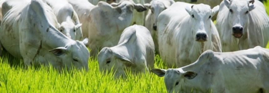 Exportação de carne bovina deve crescer 5% em 2018