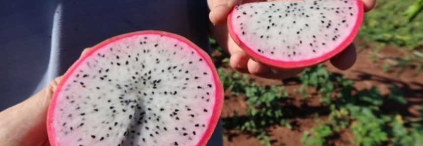 Produtores realizam encontro sobre a produção de pitaya