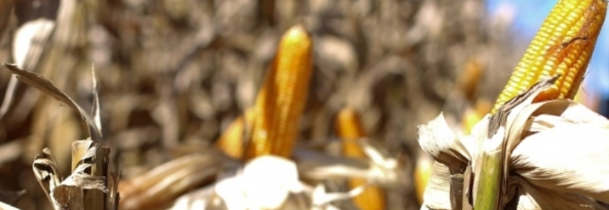 Produtores mato-grossenses vendem 90% da última safra de milho