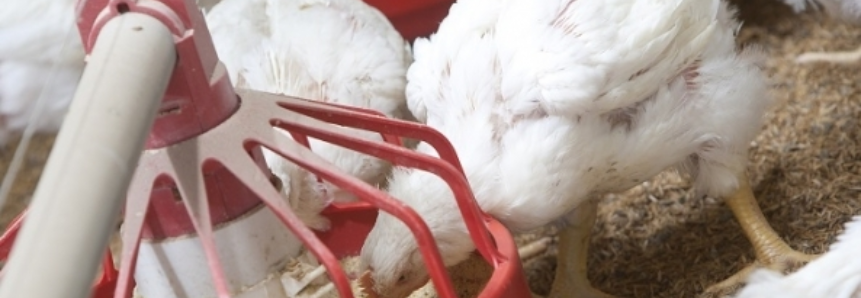 Retomada das exportações e festas de fim de ano devem elevar preços do frango vivo
