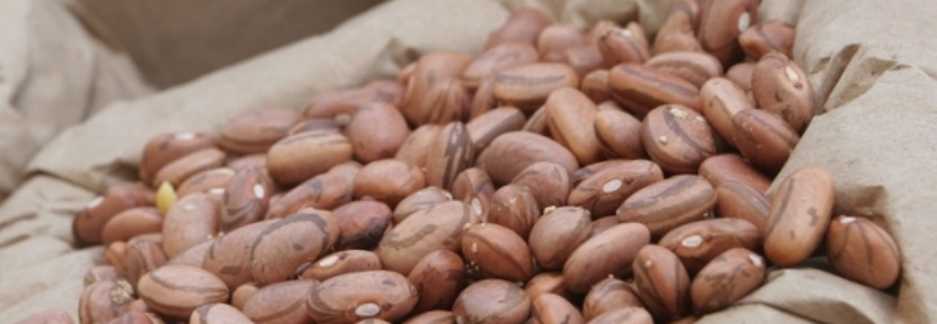 Minas é o segundo estado no país em produção do feijão