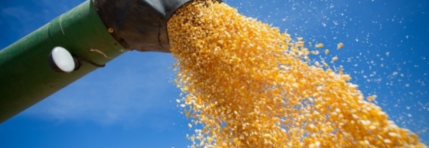 Expectativa de preços firmes para o milho até meados do primeiro trimestre de 2018