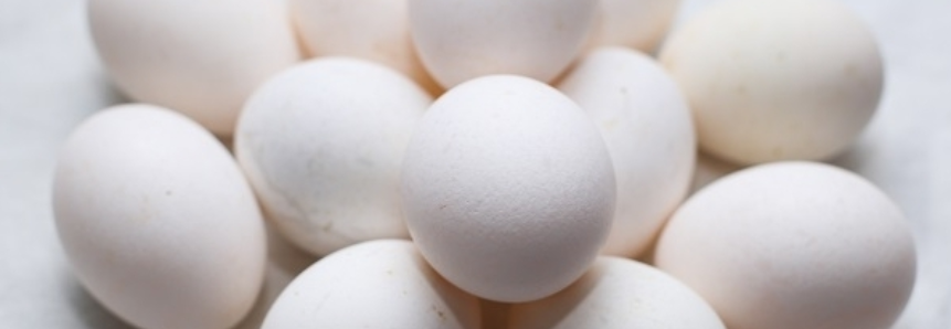 Um salto nas exportações brasileiras de ovos férteis