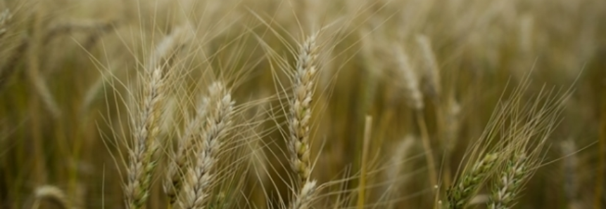USDA corta estimativa de produção de trigo na Austrália para 20 milhões de toneladas