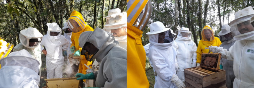 Visita técnica em propriedade de Ibicaré destaca manejos na apicultura