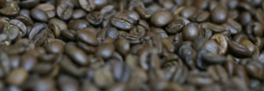 Colheita de café na Cooxupé está na reta final, atingindo 98,28%