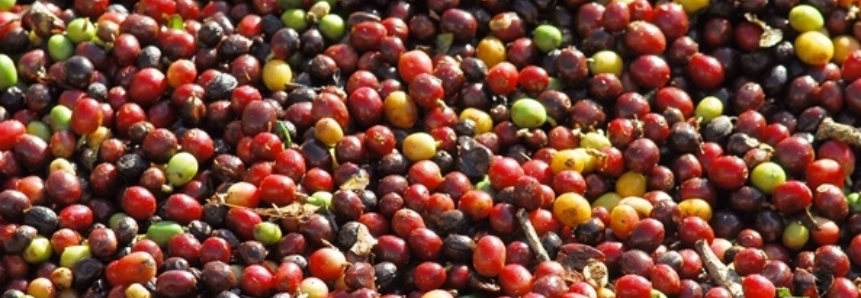 Produção de café cresce 1% ante julho para 47,8 milhões de sacas