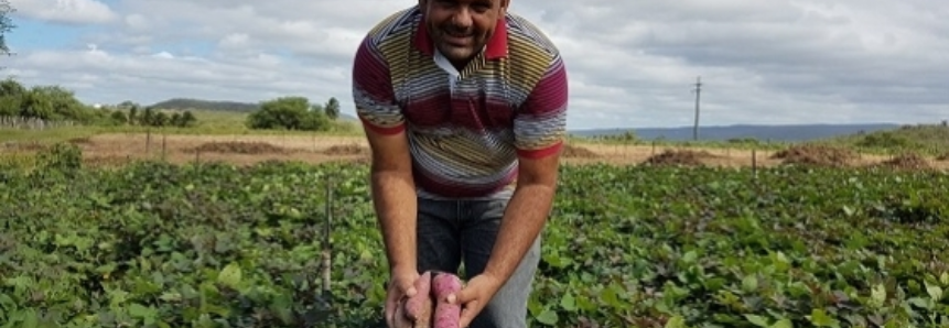 Produtor de batata-doce comemora bons resultados no campo
