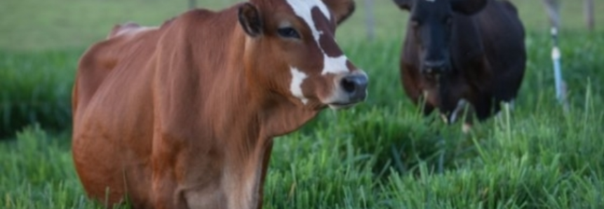 Nove treinamentos de inseminação artificial do SENAR-MT serão realizados em setembro