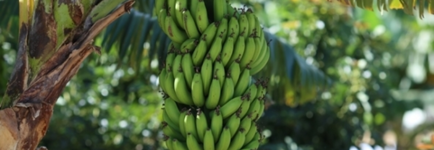 Banana: Prata anã se valoriza 34% no Vale do São Francisco
