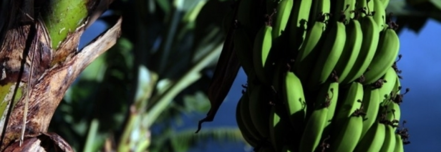 Governo fará campanha para evitar ingresso de fungo que ameaça plantações de banana