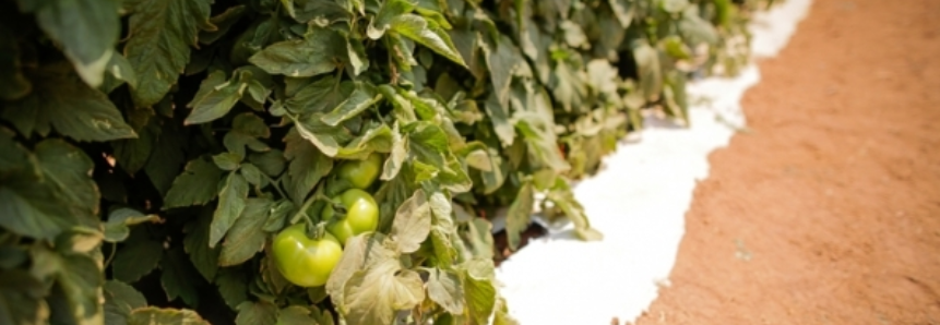 Tomate: Aumento da oferta desvaloriza tomate