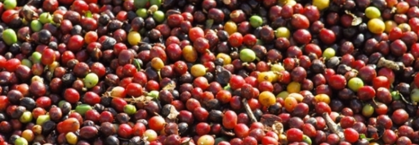 Safra de café do Vietnã deve cair 2,6%, para 26 mi de sacas, prevê USDA