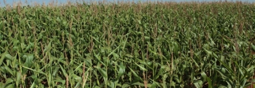 Plantio de milho nos EUA chega a 84% da área e soja alcança 53%