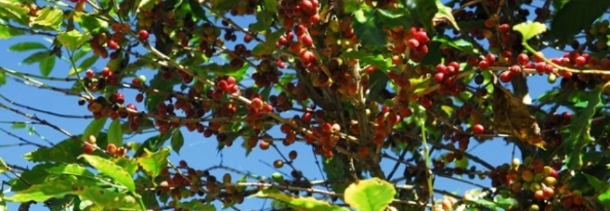Safra de café do Brasil deve ser 7% menor, diz USDA