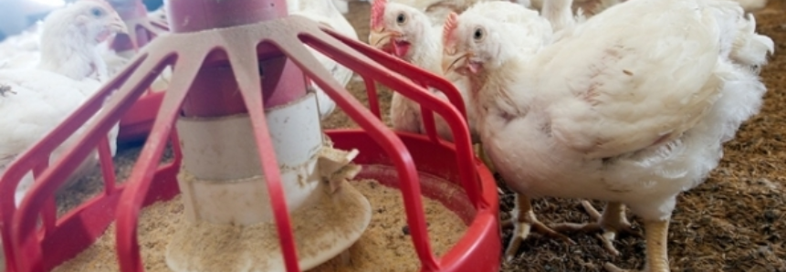 Demanda interna mais fraca pressiona preços do frango