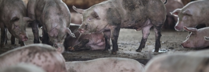 Mercado de suínos vivos teve alta na semana