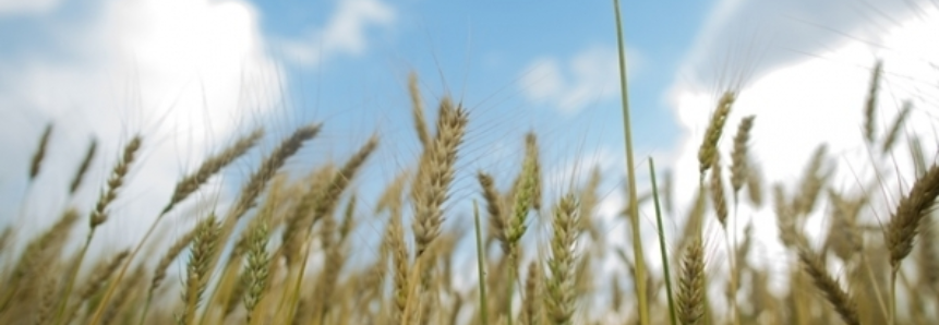 Plantio do trigo inicia na região de Santa Rosa (RS)