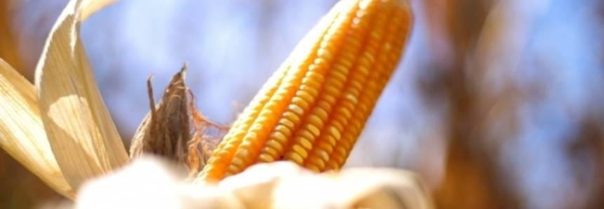 Produção de milho na Argentina será 26% maior que em 2015/16