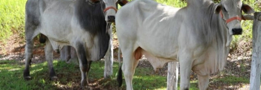 Brasil deve ser reconhecido país livre da pleuropneumonia bovina pela OIE