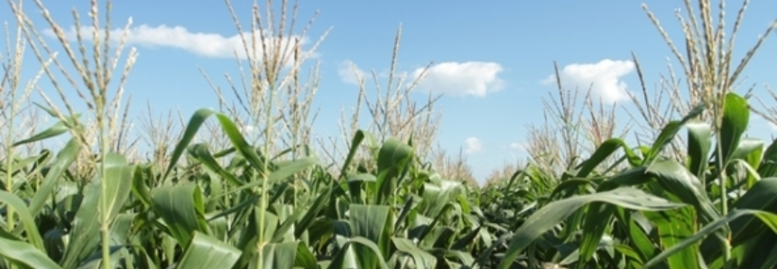 Risco de geada no Paraná acende novo alerta ao milho safrinha