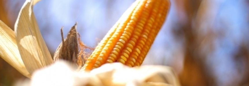 Preços do milho na CBOT operam em pequena queda, sob pressão do avanço do plantio nos EUA