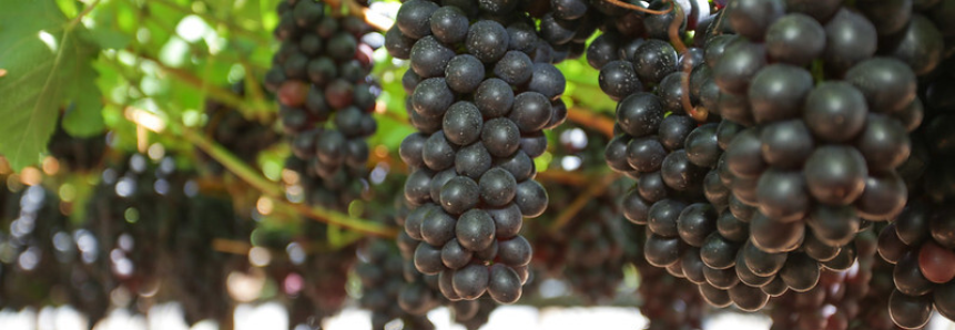 CNA debate regulamentação do setor de vinhos e precificação da uva industrial