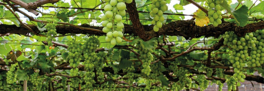 Senar-PR auxilia no fortalecimento da viticultura do Paraná