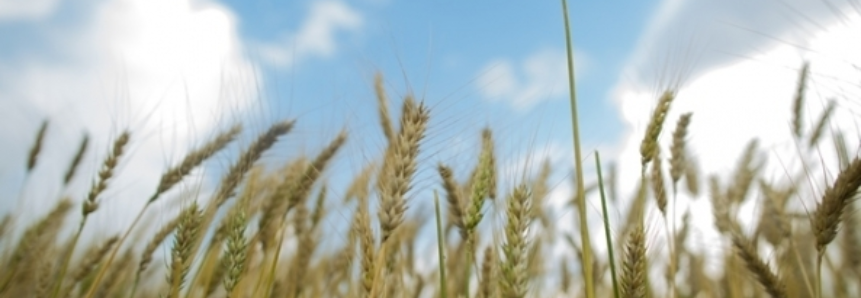 Produção mundial de trigo deve ser 2º recorde