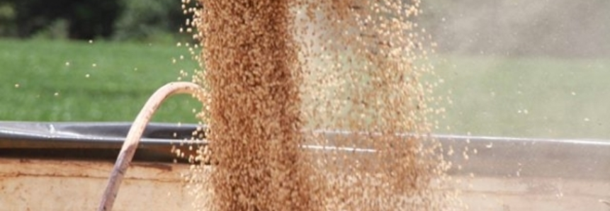 Previsão de safra de grãos tem novo recorde histórico: 232 milhões de toneladas