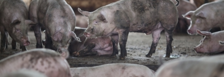 Exportações de carne suína podem bater recorde em 2017, diz ABCS