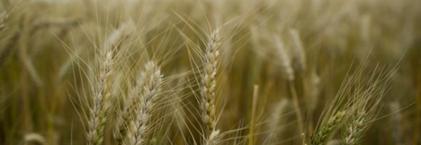 Solução para trigo do Rio Grande do Sul é integrar cadeia
